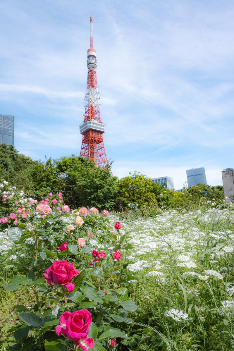 芝公園のバラ園がとても綺麗でした

#東京タワー