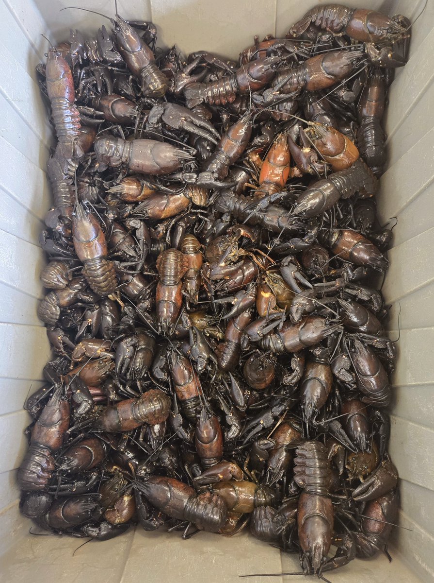 First batch of Live Oregon Crawfish are in! #pdx #seafood #pdxeats #oregon #crawfish #crayfish #cajun #seafoodboil