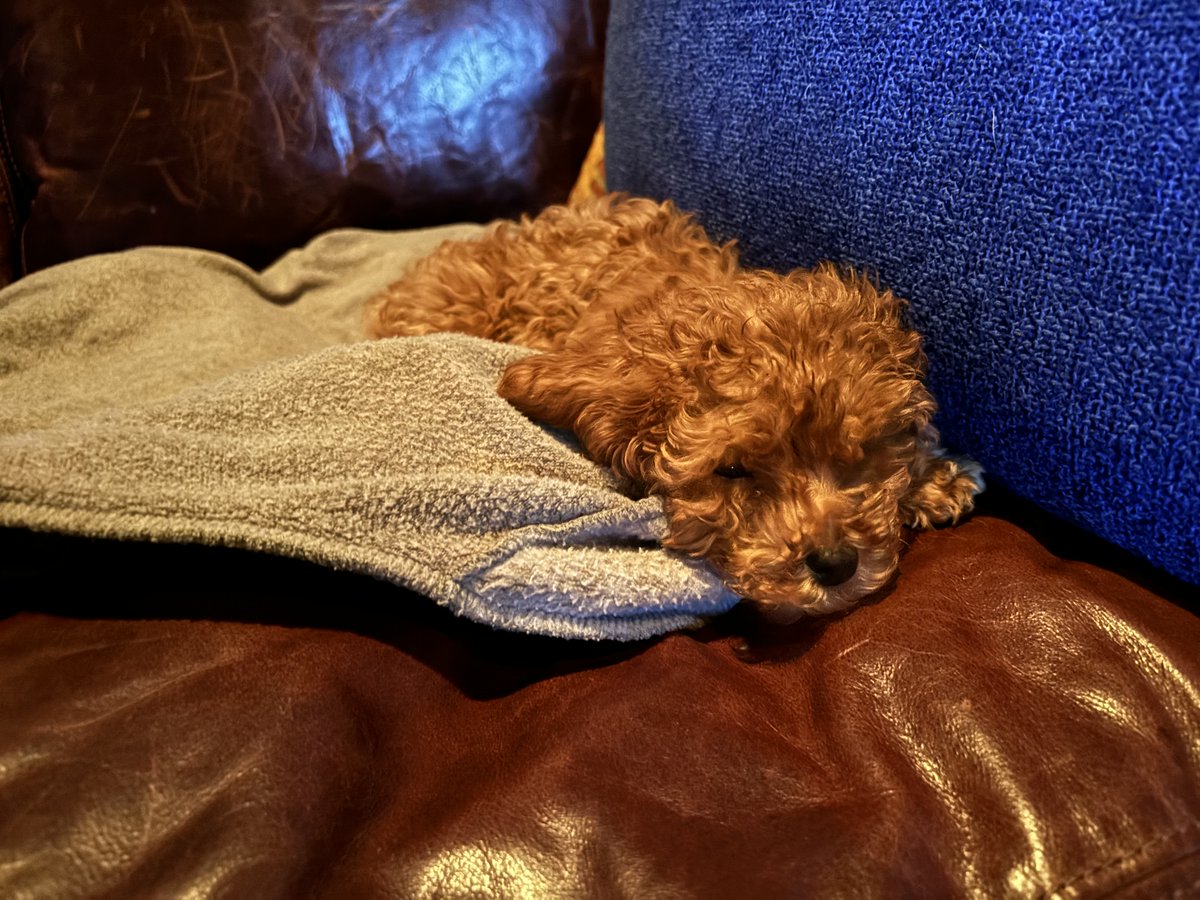 No more photos, PLEASE! Enough of that while I’m sleeping! 😖

#gemma #doggy #traveling #doglife #cute #rossvalory #throwbackmonday