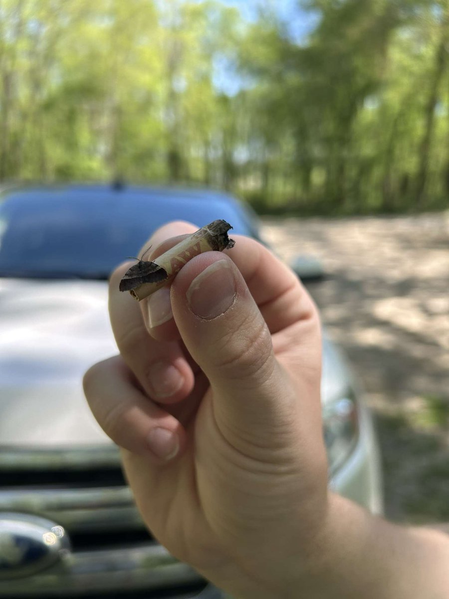 Not_suoh's tweet image. That @The_Dopest_Shop Glitter bomb was so gas the local moths had to come take a hit. @dope_as_yola_ #pushtrees