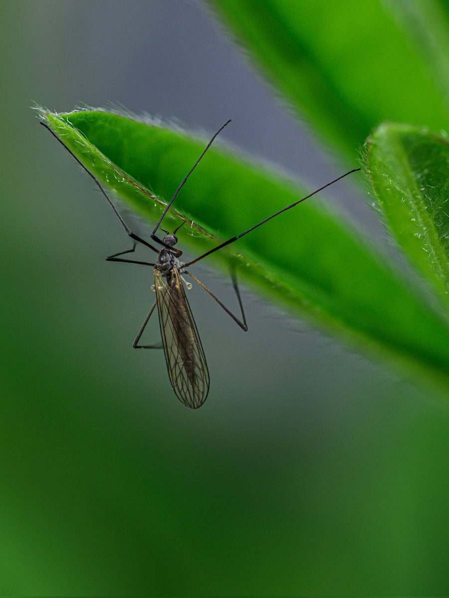 Hanging on #Togtweeter #ThePhotoHour #snapyourworld #insects #flies #pollinators #flowers #plants #macro #NaturePhotography #macrophotography