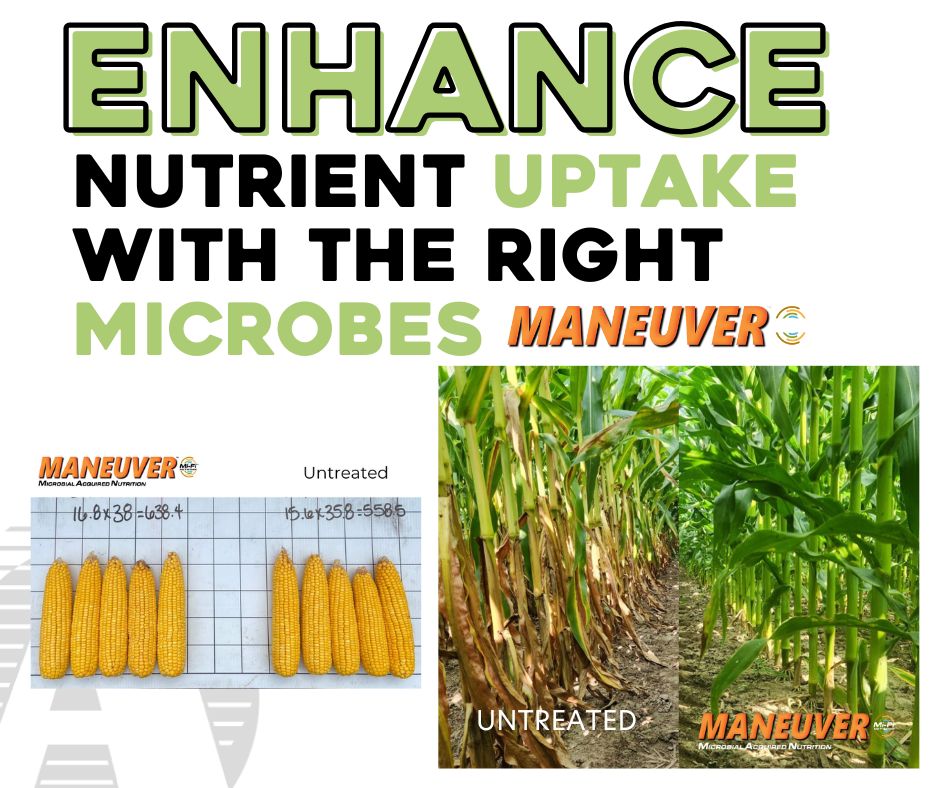 The secret to yield isn’t always adding more—it’s also a balance of enhancing what’s already there. Maneuver microbes work hard to unlock nutrients and make them plant available.

Contact your local salesman today to learn more!