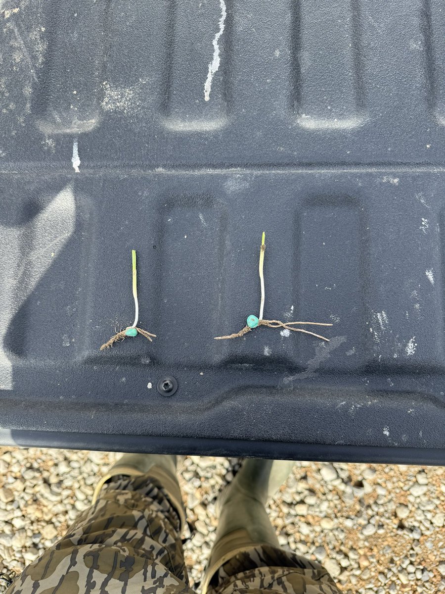 DirectEntInc's tweet image. Off to the races 🏁 and #NutriCharge PowerPlant PPFM for Corn is taking the lead. ⚡️🌽💥
⚡️ Faster, more even emergence
⚡️ Increased nutrient availability
⚡️ Higher germination rate
⚡️ Greater yield potential
#theDEIdifference #agronomy #corn #seedtreatment #plant25 #planterbox