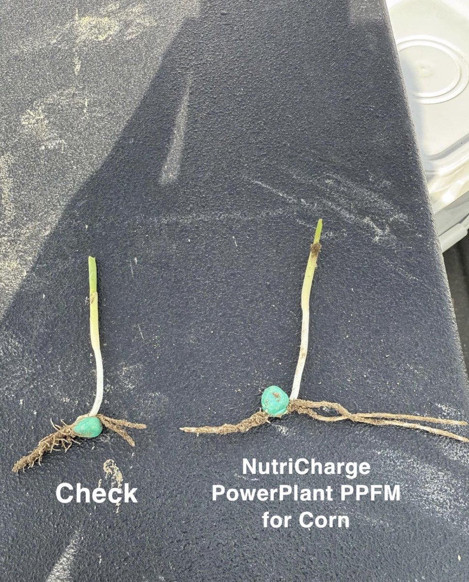 DirectEntInc's tweet image. Off to the races 🏁 and #NutriCharge PowerPlant PPFM for Corn is taking the lead. ⚡️🌽💥
⚡️ Faster, more even emergence
⚡️ Increased nutrient availability
⚡️ Higher germination rate
⚡️ Greater yield potential
#theDEIdifference #agronomy #corn #seedtreatment #plant25 #planterbox