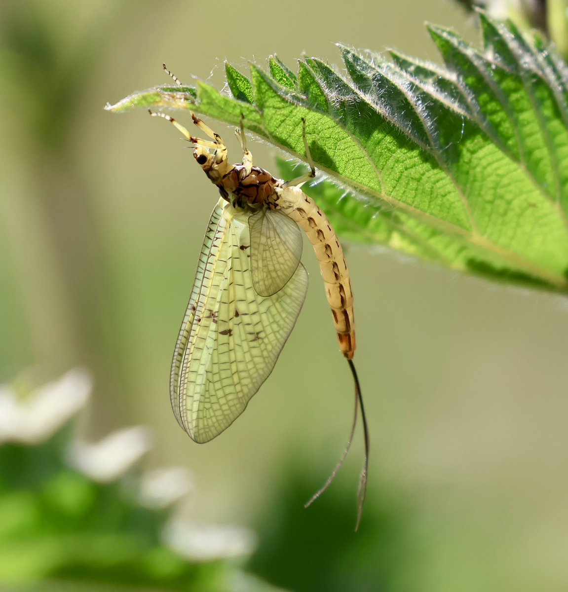 Mayfly at Lemsford Springs today. <a href="/HMWTBadger/">Herts & Middlesex Wildlife Trust</a>