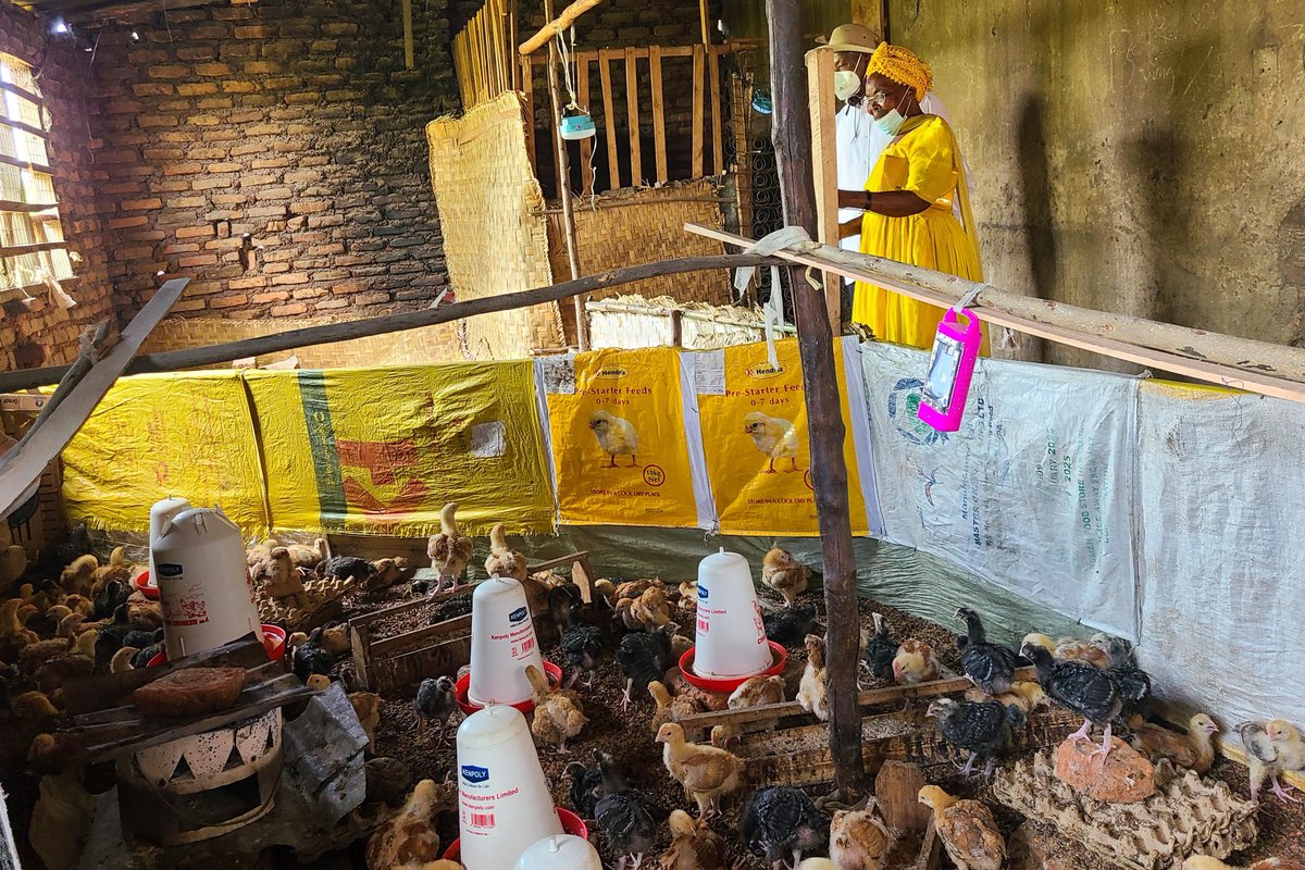 NINA Investments & Technologies (U) Ltd (@kaineltd) on Twitter photo In Kasese & Ntoroko, H.E. Gen. <a href="/KagutaMuseveni/">Yoweri K Museveni</a> met Biira Pelucy (UGX 7M poultry farmer) & Steven Kisembo (18 goats). He said poverty in a wealthy country shows failed leadership—leaders must act like parents to guide citizens through programs like PDM.
#VoteM72026 In Kasese & Ntoroko, H.E. Gen. <a href="/KagutaMuseveni/">Yoweri K Museveni</a> met Biira Pelucy (UGX 7M poultry farmer) & Steven Kisembo (18 goats). He said poverty in a wealthy country shows failed leadership—leaders must act like parents to guide citizens through programs like PDM.
#VoteM72026