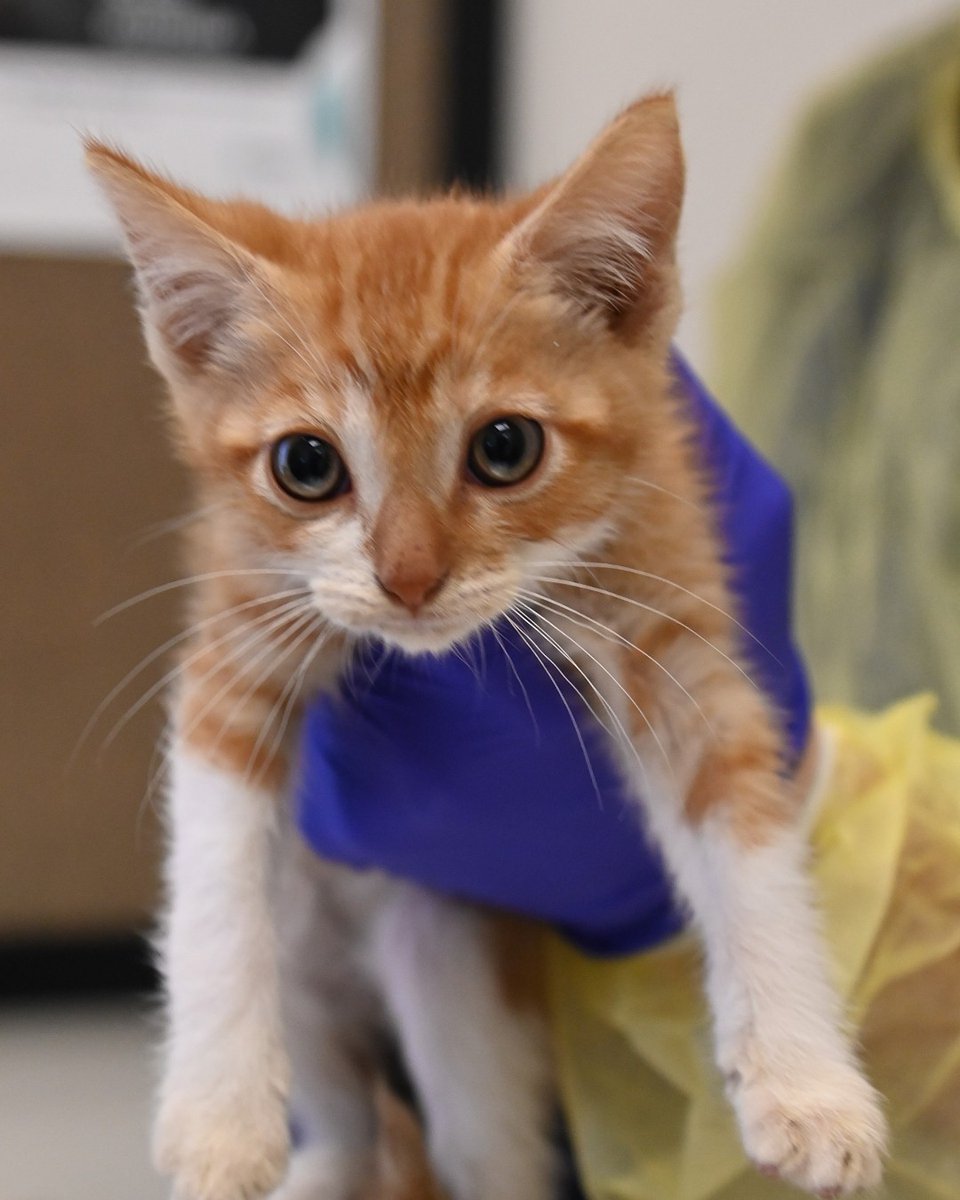 This kitten is over 6 months old 🧡 Jellyfish, a sweet orange tabby with a rare condition that prevents his body from filtering toxins. Jellyfish needs urgent help! Join Center Day of Giving, each donation is matched “In Memory of Julia Sattari”. Visit animalcenter.org/jellyfish