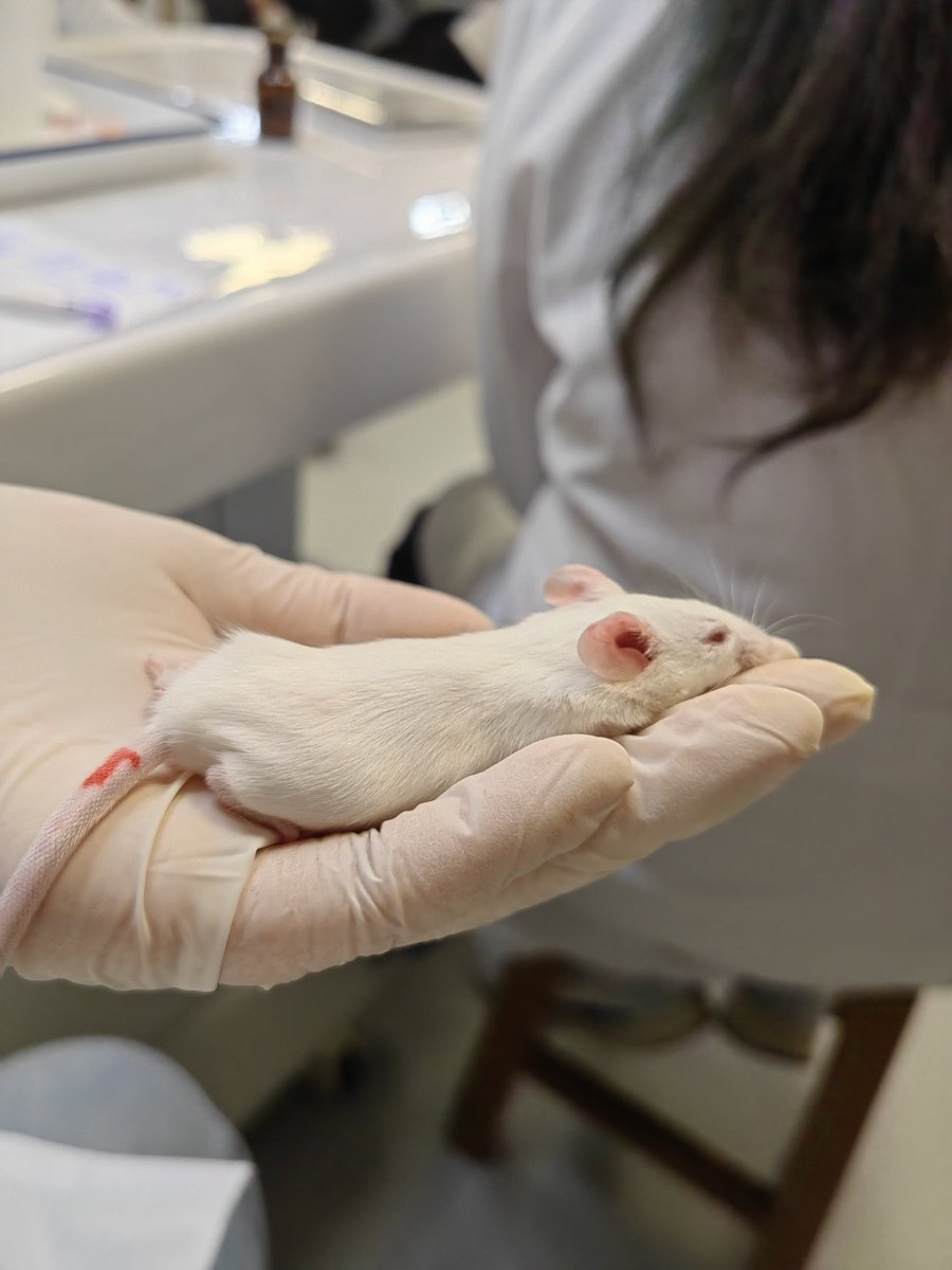 Glezier_'s tweet image. these are some cute pics❤️I also have some bloody ones(after all, they are lab rats!) dk if I should post them in the same tweet so ehh