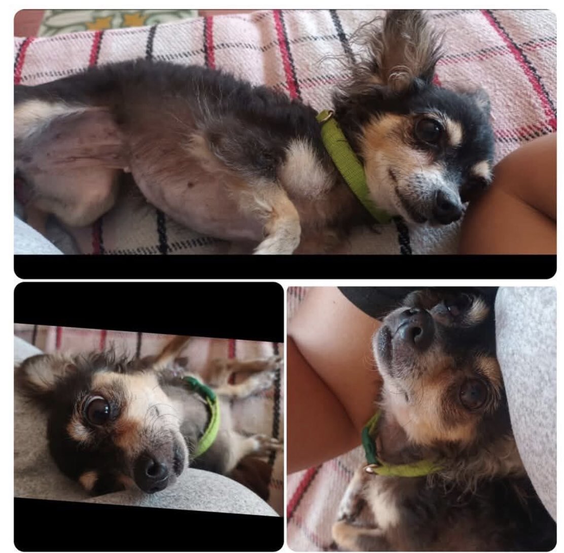 Amigos mi vecinita Mía se perdió,
Porfa ayuden a que regrese a casa, es chihuahua se parece a mi, es muy chiquita y miedosa.  Se perdió en la col. Centro, Mérida Yucatán.