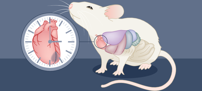 New online!  BMAL1 and HIF2α are key regulators of circadian-dependent variations in myocardial injury nature.com/articles/s4156…