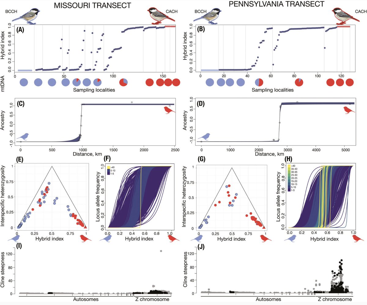Ethan Linck (@ethanblinck) on Twitter photo happy to see our study on genetic parallelism of reproductive isolation in chickadee hybrid zones out in <a href="/EvolLetters/">Evolution Letters</a>—great work led by Georgy Semenov & Scott Taylor: doi.org/10.1093/evlett… happy to see our study on genetic parallelism of reproductive isolation in chickadee hybrid zones out in <a href="/EvolLetters/">Evolution Letters</a>—great work led by Georgy Semenov & Scott Taylor: doi.org/10.1093/evlett…