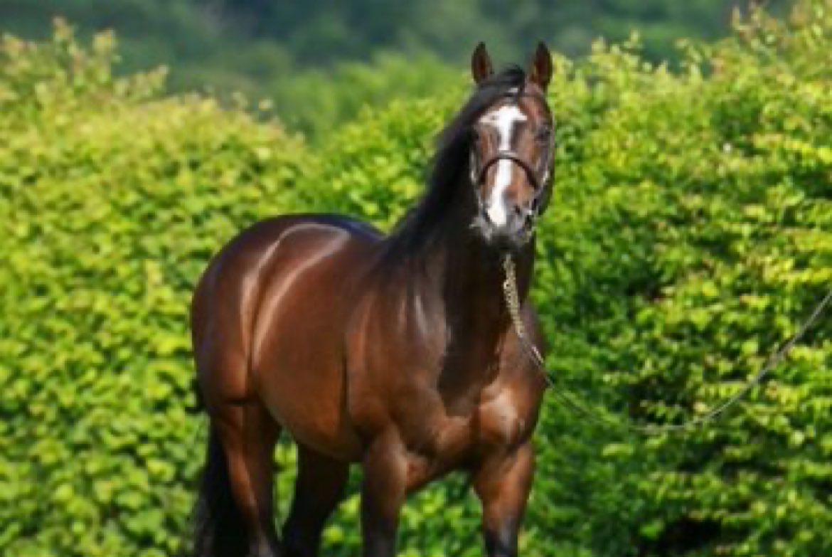 Whitsbury Manor Stud (@whitsburymanor) on Twitter photo ✨2yo Winner for SHOWCASING✨
2yo MUSEUM PIECE is impressive as she wins going away by almost 4 Lenghts for <a href="/MikeBellRacing/">Michael Bell</a> & gives SHOWCASING another 2yo winner👏
Congrats to all connections #WMSBred ✨2yo Winner for SHOWCASING✨
2yo MUSEUM PIECE is impressive as she wins going away by almost 4 Lenghts for <a href="/MikeBellRacing/">Michael Bell</a> & gives SHOWCASING another 2yo winner👏
Congrats to all connections #WMSBred