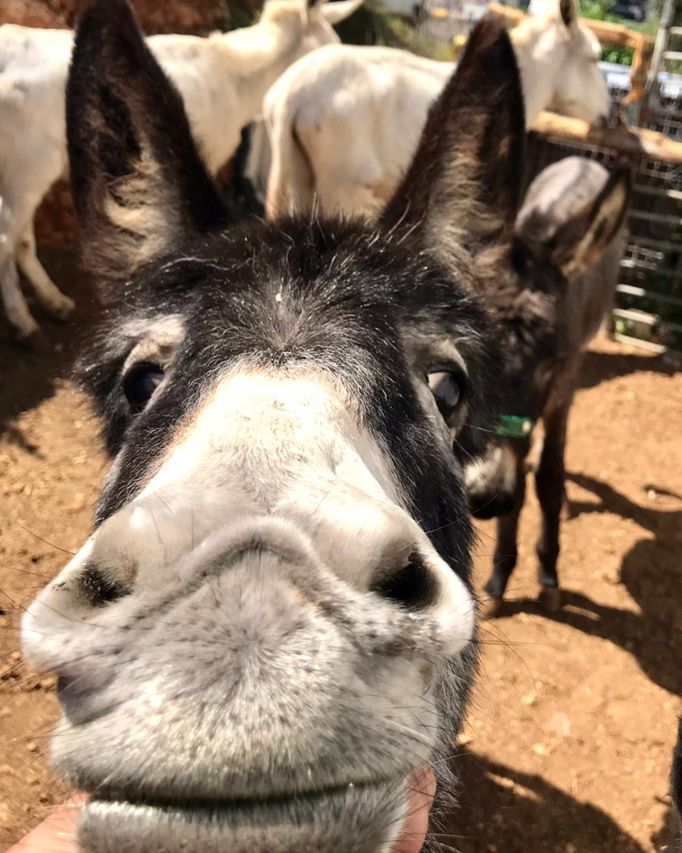 safehaven4donks's tweet image. 🧡 Watching you watching me this Monday evening 👀‼️ 

🤣 Now doesn't this adorable photo make you smile 😄  #smilebehappy  #WatchingYou #WatchingMe #SmileMore #HappyVibes #MondayMotivation
