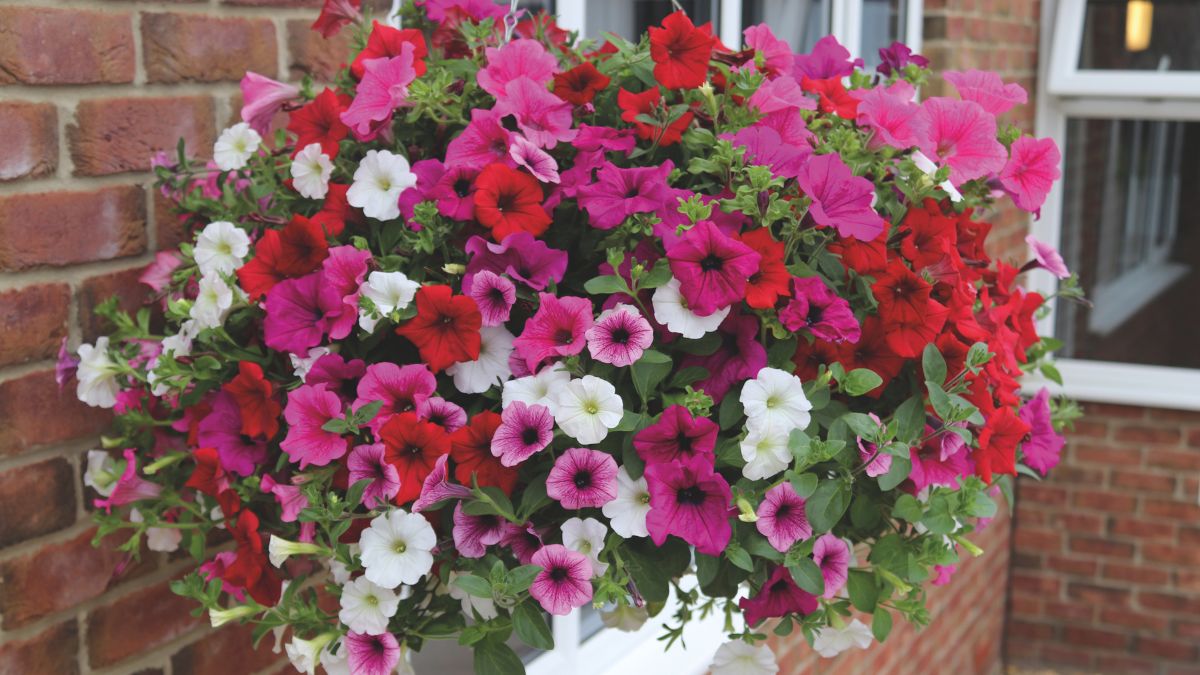 Add a new dimension to your garden with hanging baskets 🌸 For the best results, opt for long-flowering varieties with scent. It might feel brutal, but removing the first flush of flowers gives you better displays later!

See more hanging basket tips here: tinyl.io/CECw