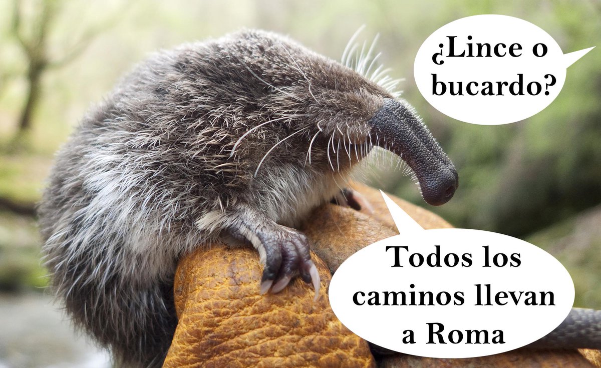 En cien años, todos calvos
#galemys #desmaniberico