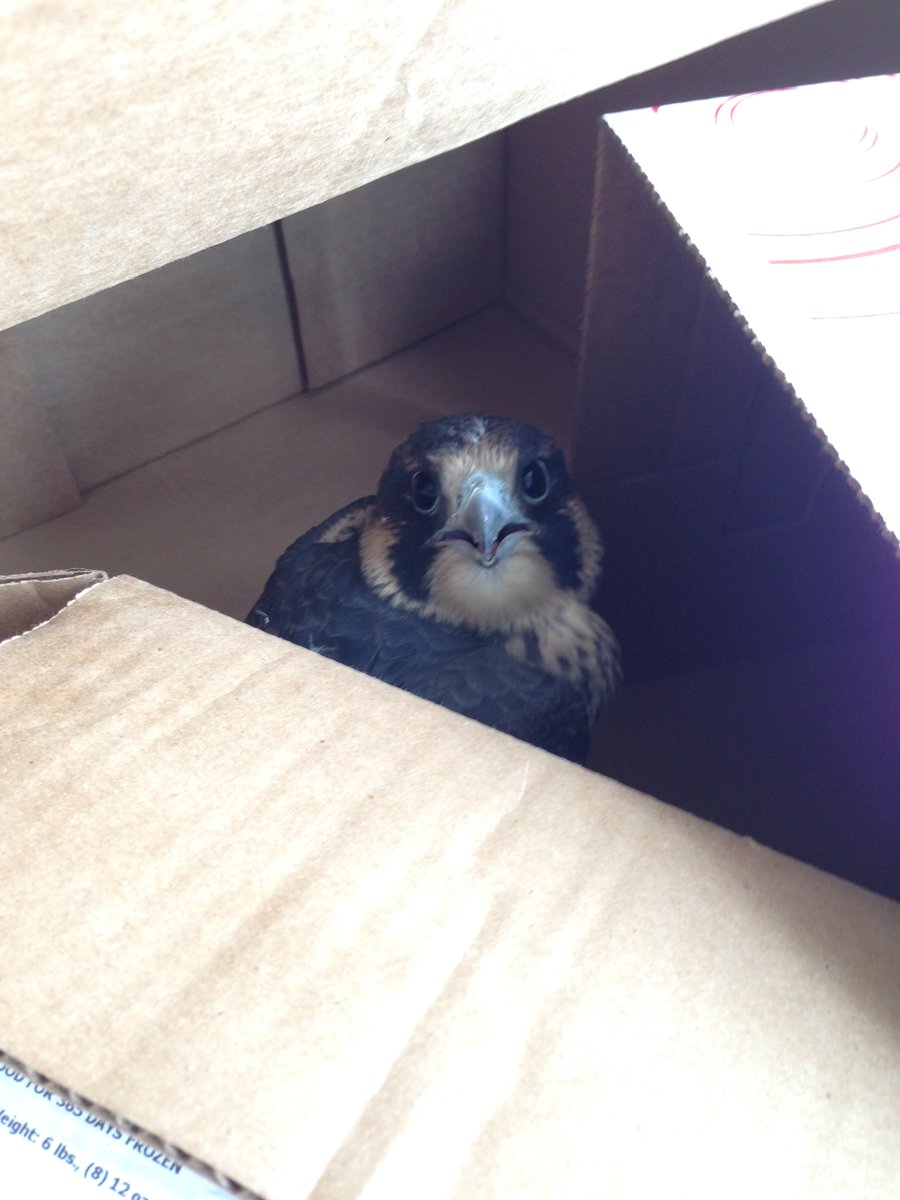 MarkTalbotTech's tweet image. 10 years ago, a few Appian team members found an injured Falcon outside of our Reston office. These  Falcons continue to thrive in Reston Town Center! #AppianLife
therestonletter.com/post/look-up-p…
