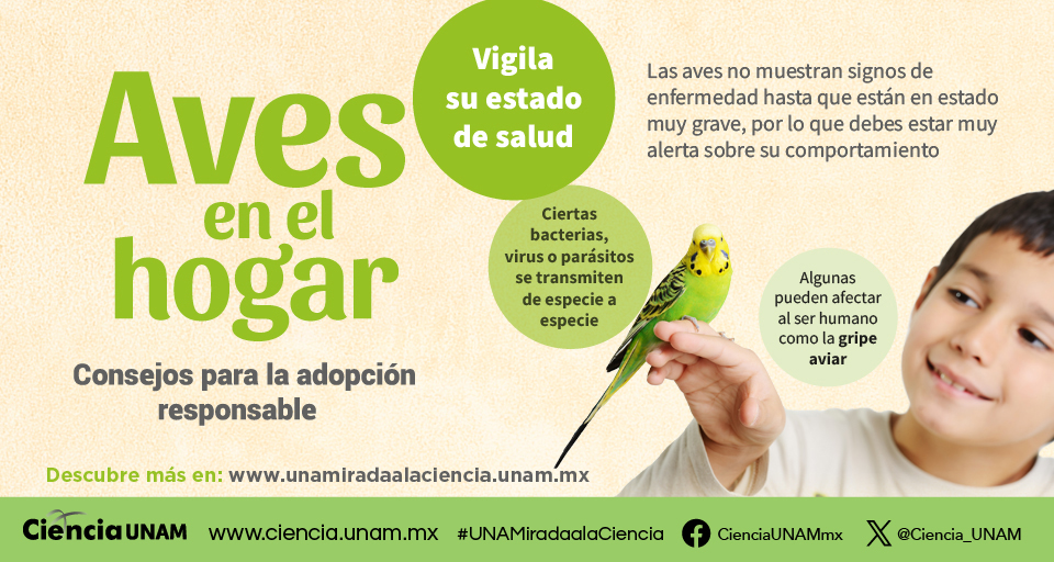 Divulgación de la Ciencia, UNAM (@dgdcunam) on Twitter photo ¡<a href="/Ciencia_UNAM/">Ciencia UNAM</a> trae para ti mucha información sobre animales emplumados!
Aerodinámica de las aves
Aves playeras
Aves en extinción
Santuario histórico de Aves
Y más
bit.ly/4jOaZta ¡<a href="/Ciencia_UNAM/">Ciencia UNAM</a> trae para ti mucha información sobre animales emplumados!
Aerodinámica de las aves
Aves playeras
Aves en extinción
Santuario histórico de Aves
Y más
bit.ly/4jOaZta