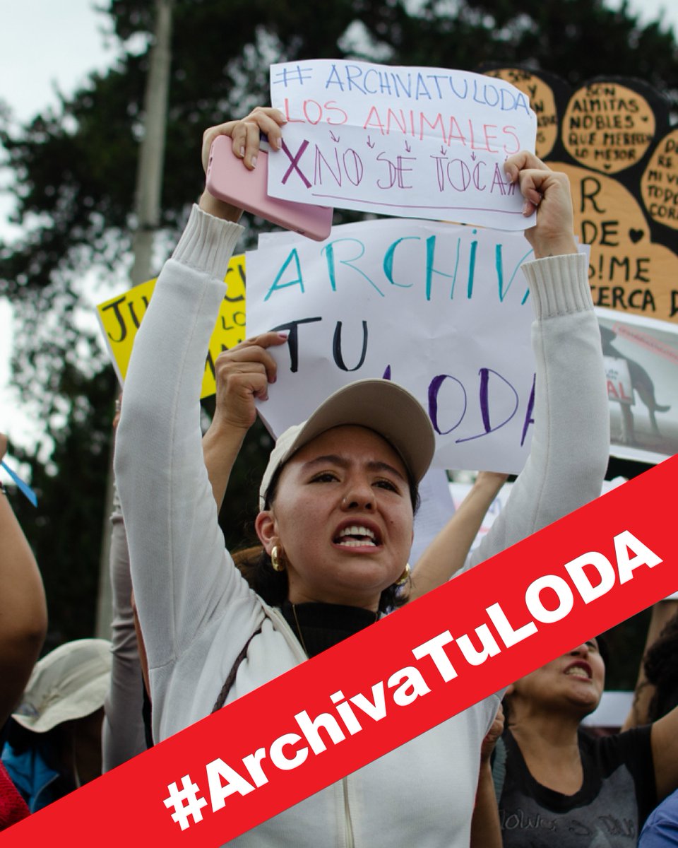 Protección Animal EC (@paeecuador) on Twitter photo En la #LODA la <a href="/BiodiversidadAN/">Comisión de la Biodiversidad y Recursos Naturales</a> ELIMINA todas las protecciones que buscaban reducir el sufrimiento de los animales destinados a consumo, en el faenamiento. <a href="/AsambleaEcuador/">Asamblea Nacional</a> no pasen a la historia como #AbanderadosDelMaltratoAnimal #ArchivaTuLODA En la #LODA la <a href="/BiodiversidadAN/">Comisión de la Biodiversidad y Recursos Naturales</a> ELIMINA todas las protecciones que buscaban reducir el sufrimiento de los animales destinados a consumo, en el faenamiento. <a href="/AsambleaEcuador/">Asamblea Nacional</a> no pasen a la historia como #AbanderadosDelMaltratoAnimal #ArchivaTuLODA