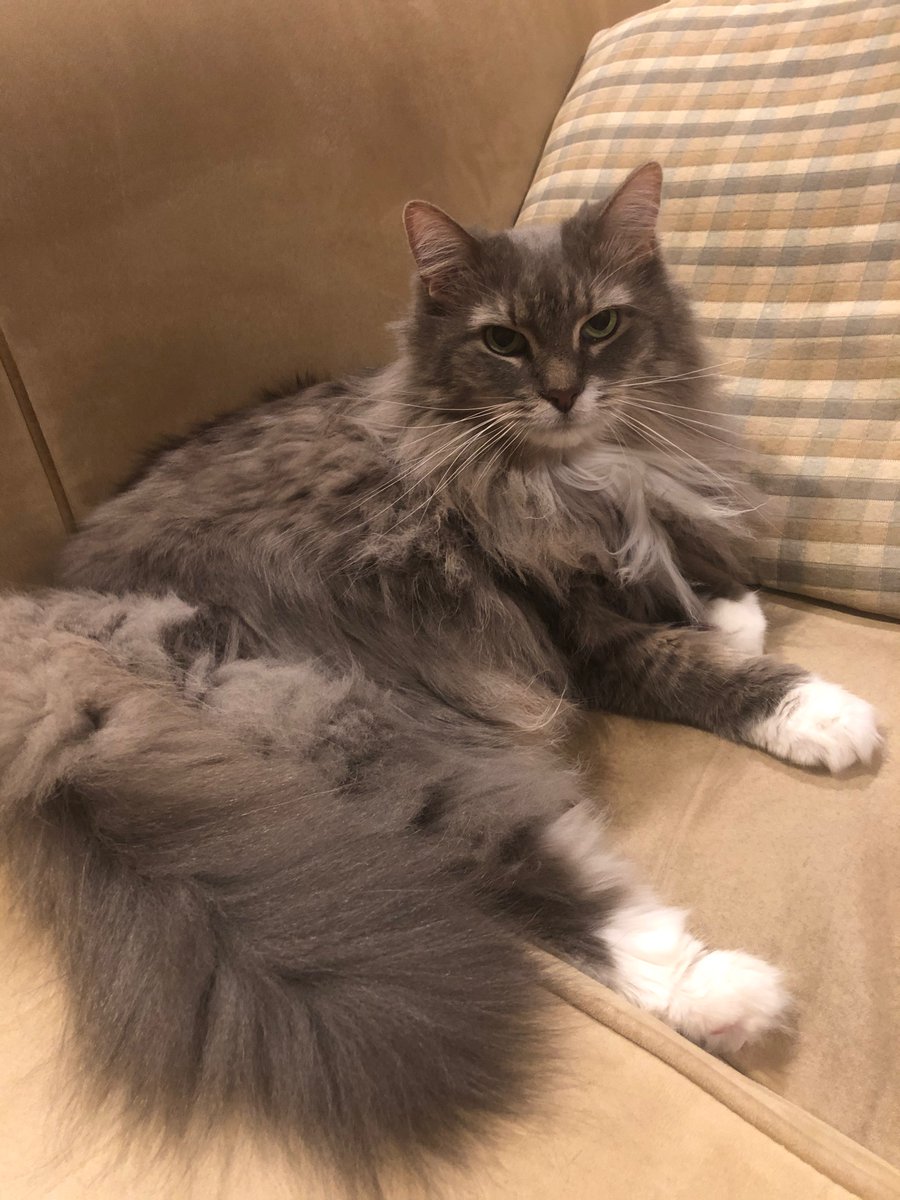 My cat passed away yesterday at nearly 18 years old. Many of you knew her as the lab’s quiet mascot—her photo appears on our X account and elsewhere. She had been with me through most of my time at IU, offering steady companionship. She will be greatly missed.