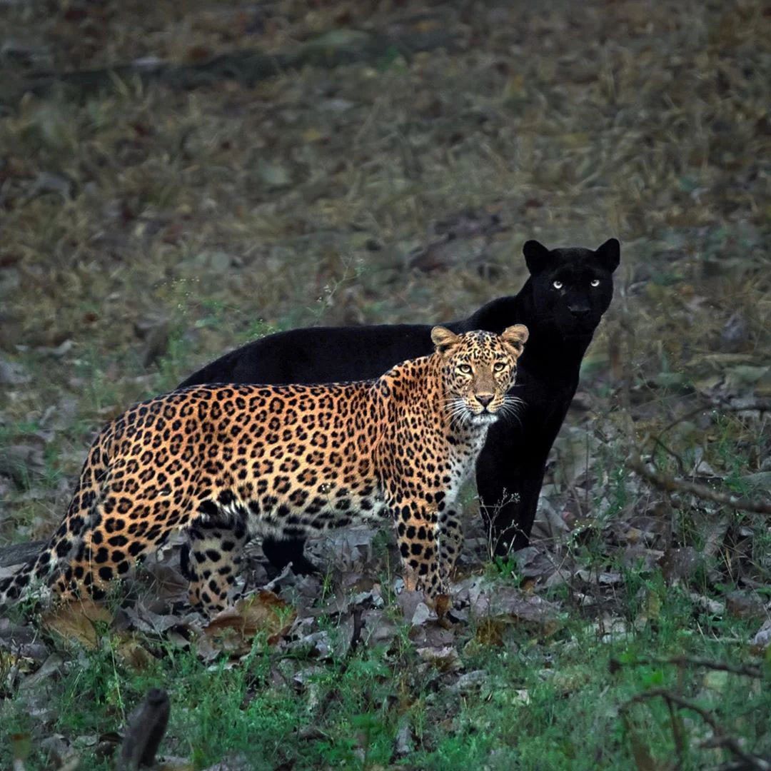 Photographer Mithun Hunugund waited 6 days to capture this remarkable photo of a leopard and its black panther “shadow.”