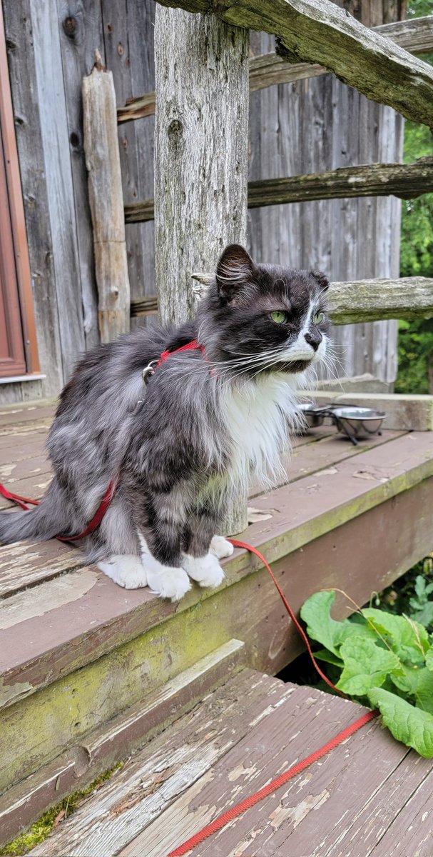 Sir Percival🌈 and Lady Willow 🇺🇦 tweet media