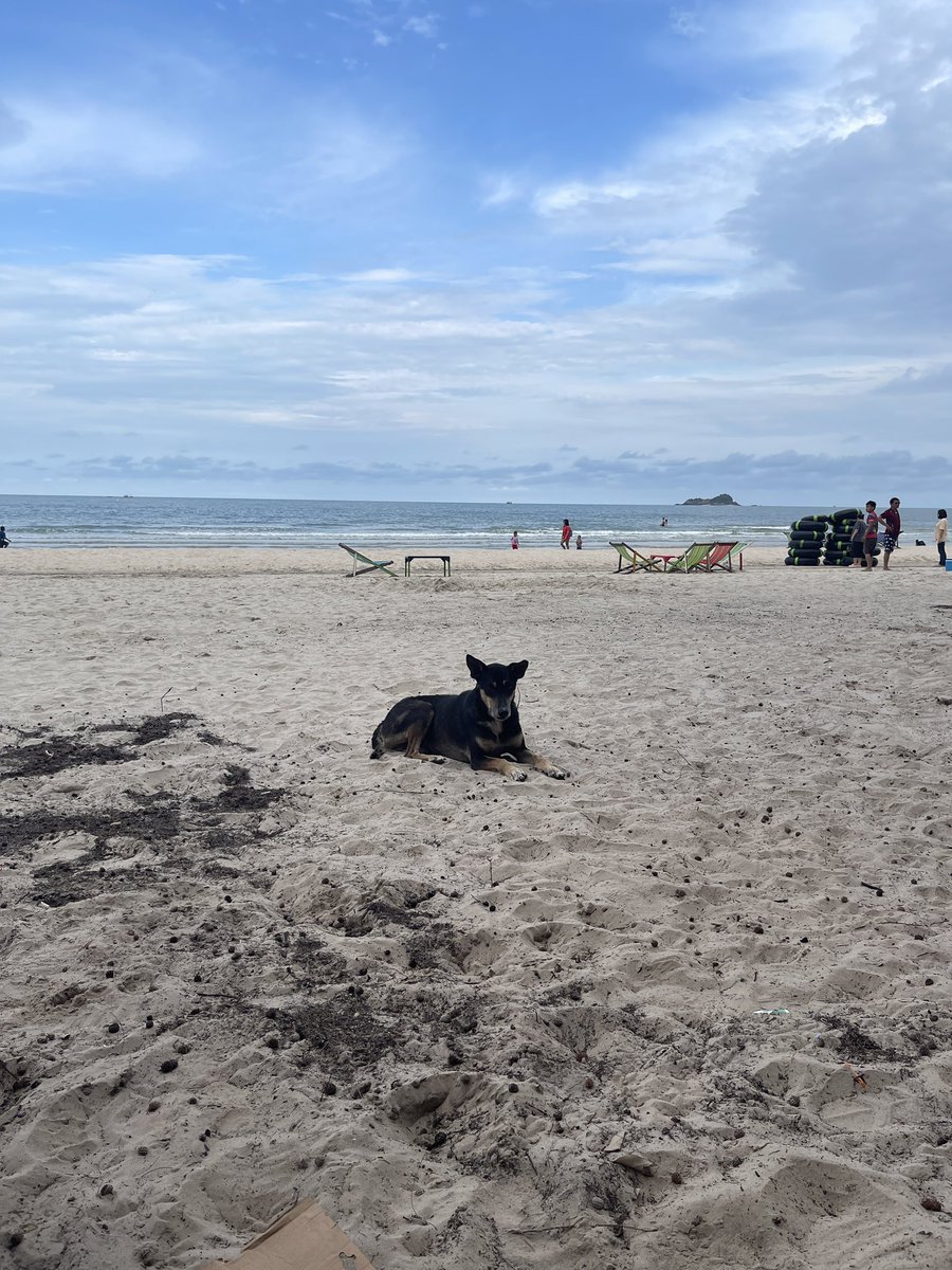 หมาทะเล