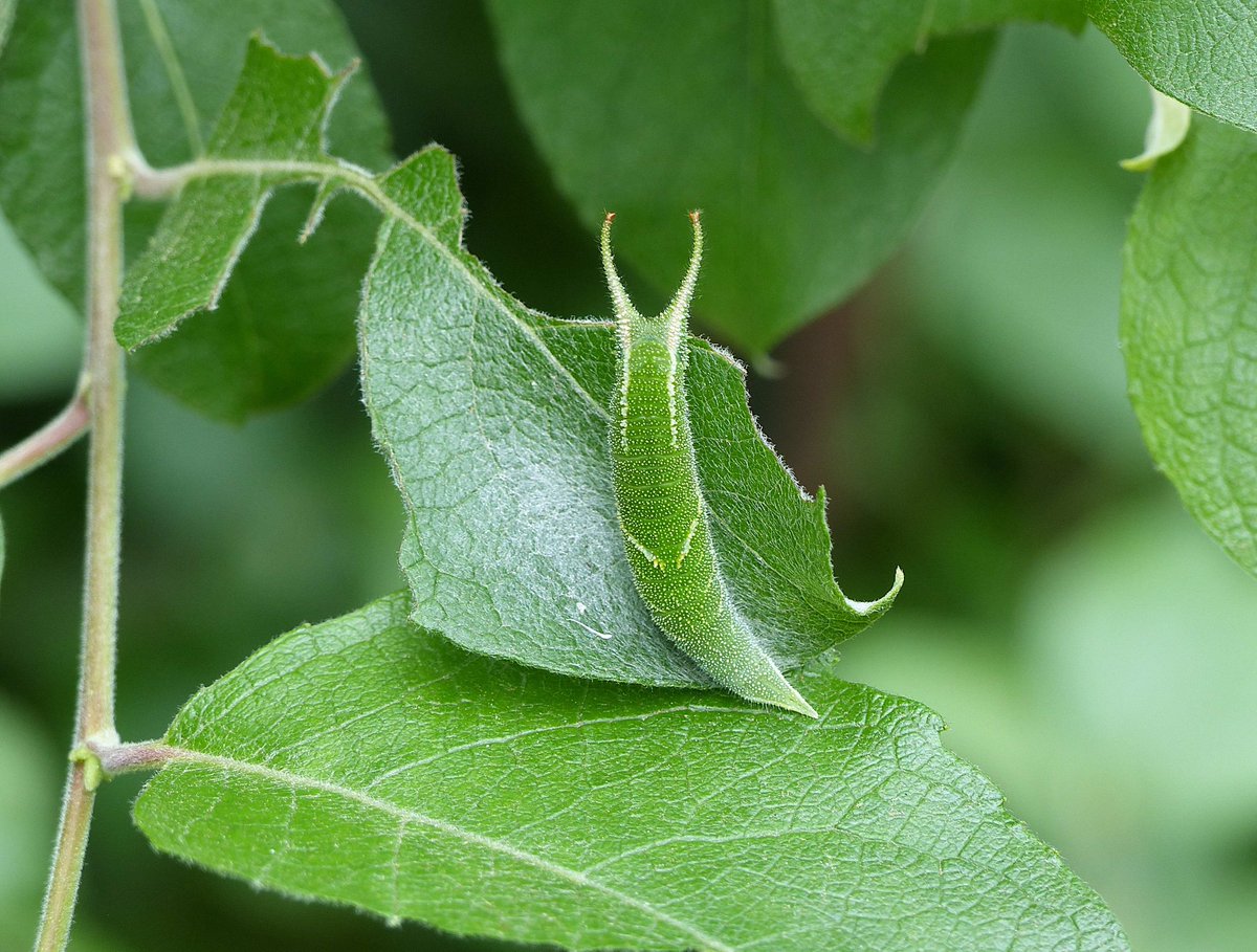 Final instar Purple Emperor larvae are so adorably magnificent I almost don't want them to become butterflies...  (today's pic).