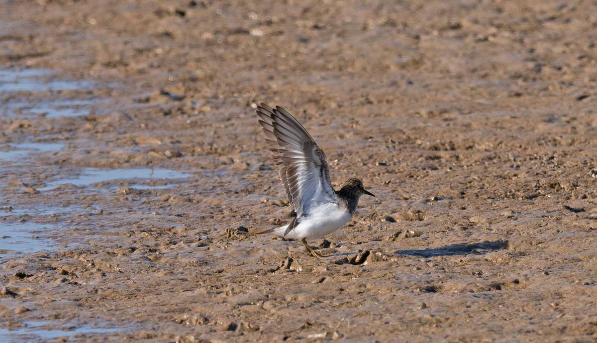 John Hewitt (@wathingsmecca) on Twitter photo A bit of action from the Temminck's Stint at Kilnsea Wetlands this evening <a href="/spurnbirdobs/">Spurn Bird Observatory</a> <a href="/RareBirdAlertUK/">RareBirdAlertUK</a> <a href="/BirdGuides/">BirdGuides</a> A bit of action from the Temminck's Stint at Kilnsea Wetlands this evening <a href="/spurnbirdobs/">Spurn Bird Observatory</a> <a href="/RareBirdAlertUK/">RareBirdAlertUK</a> <a href="/BirdGuides/">BirdGuides</a>