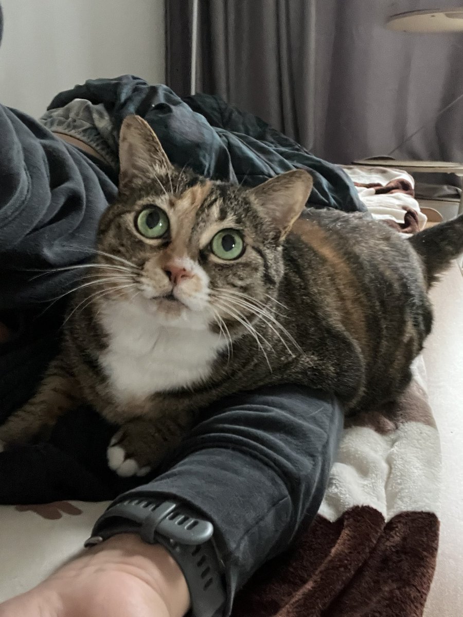 안녕하세요
간 밤 새벽 문득 안부를 전해요
묘주가 현생이 너무 바빠 트위터 자체를 안 한지 오래 되었습니다
덕진이는 9살, 덕래는 7살이 되었네요
아이들은 여전히 건강합니다
좀 포동하지만요
오가며 소식 주고 받은 많은 분들과 반려들이 건강하길 바라며 조용히 소식을 전해요
행복하십쇼🫶