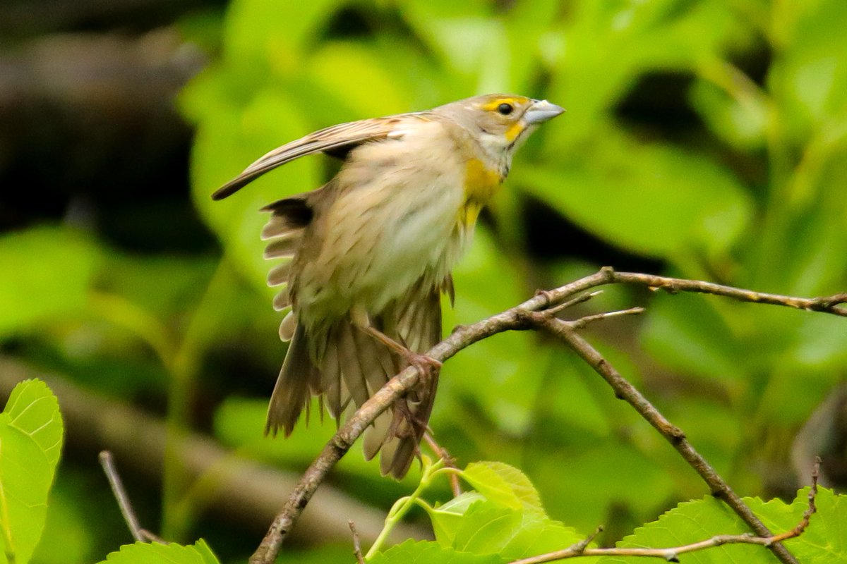 BirdsAtl's tweet photo. The Dickcissel is a sparrow-like bird that’s more closely related to grosbeaks and cardinals. This female was a rare sight at Legacy Park. https://t.co/3eLLx8FHBC