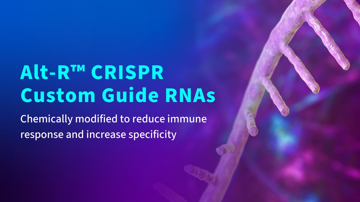 idtdna's tweet image. IDT’s guide RNAs can be chemically modified to reduce immune response and increase specificity and many ship in as little as 3 business days. Learn more about our gRNAs, gRNA libraries, custom modifications, and more here: idtb.io/fjlnhg

#gRNA #guideRNA #CRISPRtools
