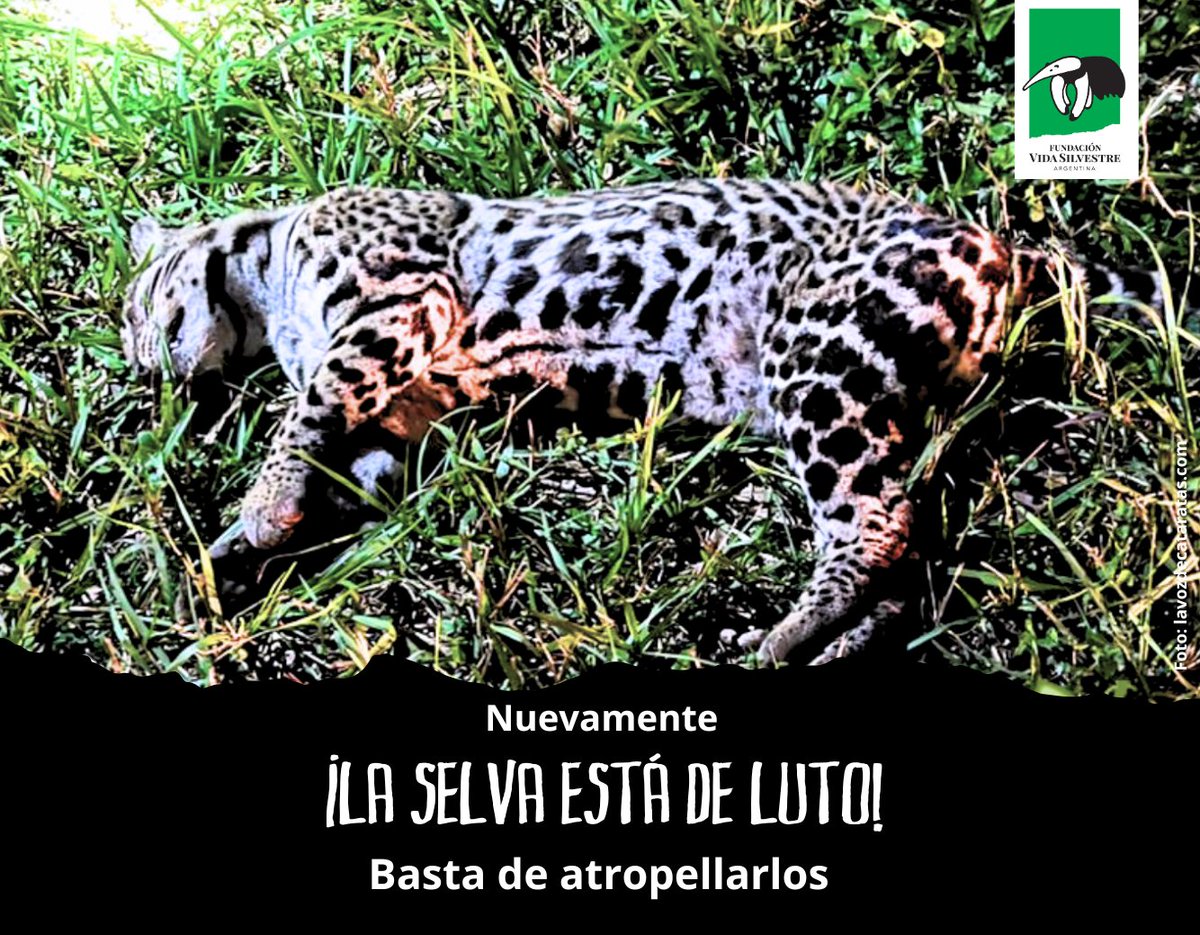 🚨 Otra víctima de la velocidad en la selva misionera.
Un ocelote fue atropellado en la RN12, dentro del Parque Nacional Iguazú.

Cada año +5.000 animales mueren así en el norte de Misiones.

👉 Exigimos controles reales y sanciones.

#AtropellarlosEsExtinguirlos
#SelvaMisionera