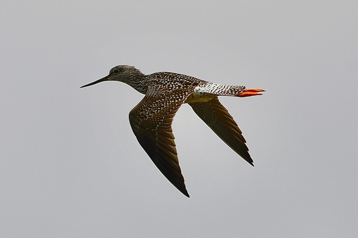 On a mission. #bird #wildlife #connecticut
