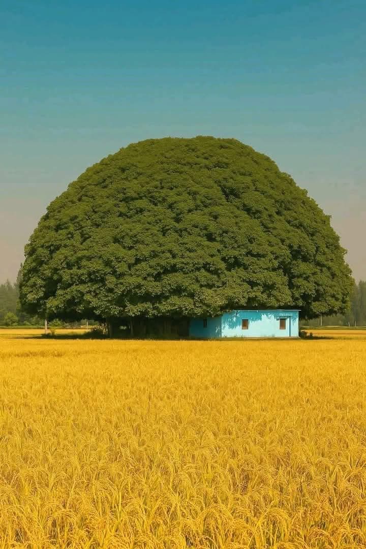A place where no AC is required.