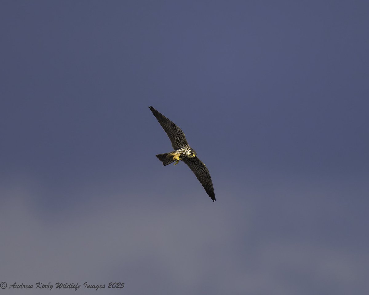 Andrew Kirby (@andrewkirby18) on Twitter photo Purple Heron out on Shapwick NNR is morning, distant Hobby also on Shapwick.
<a href="/NE_Wessex/">Natural England Wessex</a>
<a href="/AvalonMarshes/">Avalon Marshes</a>
<a href="/bto_somerset1/">bto_somerset1</a>
<a href="/somersetbirds/">Somerset Birds</a> Purple Heron out on Shapwick NNR is morning, distant Hobby also on Shapwick.
<a href="/NE_Wessex/">Natural England Wessex</a>
<a href="/AvalonMarshes/">Avalon Marshes</a>
<a href="/bto_somerset1/">bto_somerset1</a>
<a href="/somersetbirds/">Somerset Birds</a>