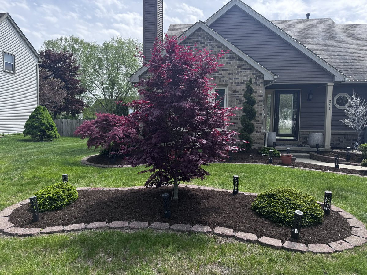 I wish I had the picture of the day I planted this but it’s been over 10 years and look at it now.