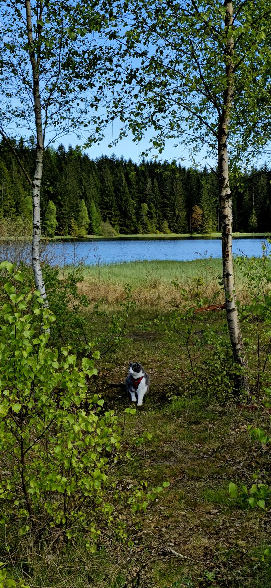 Nice day with my #cat in the forest 🌲