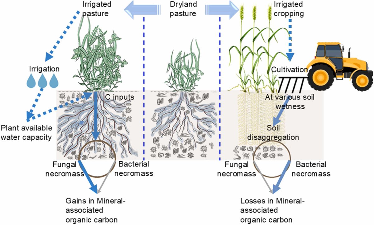 💥NEW in @soilandtillageresearch
Fungal &amp; bacterial #necromass: Opposite drivers of mineral-associated organic #carbon gains &amp; losses
doi.org/10.1016/j.stil…

50-day Free: authors.elsevier.com/c/1l4r1c13yd5AU

#SoilOrganicMatter #soil #aminosugars #MicrobialNecromass #soilbacteria #soilfungi