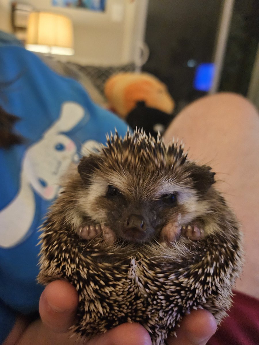 waryfireblaze's tweet photo. @MintFantome Maple the hedgehog, Nox our Bombay cat, Ash our forest cat, and Eli, he is orange https://t.co/bwVYGQwtDF
