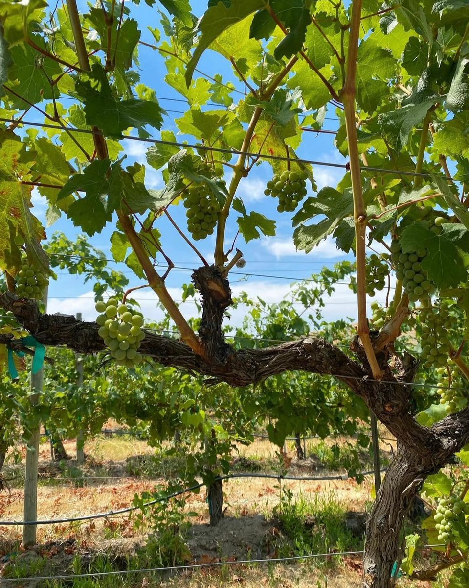 Wa_State_Wine's tweet image. Candy Mountain AVA - Washington&apos;s smallest #viticulture region! Located just southeast of #redmtn, it shares a similar warm climate &amp;amp; higher winds &amp;amp; is part of a series of 4 mountains in the area: Red Mountain, Badger Mountain &amp;amp; Little Badger Mountain.