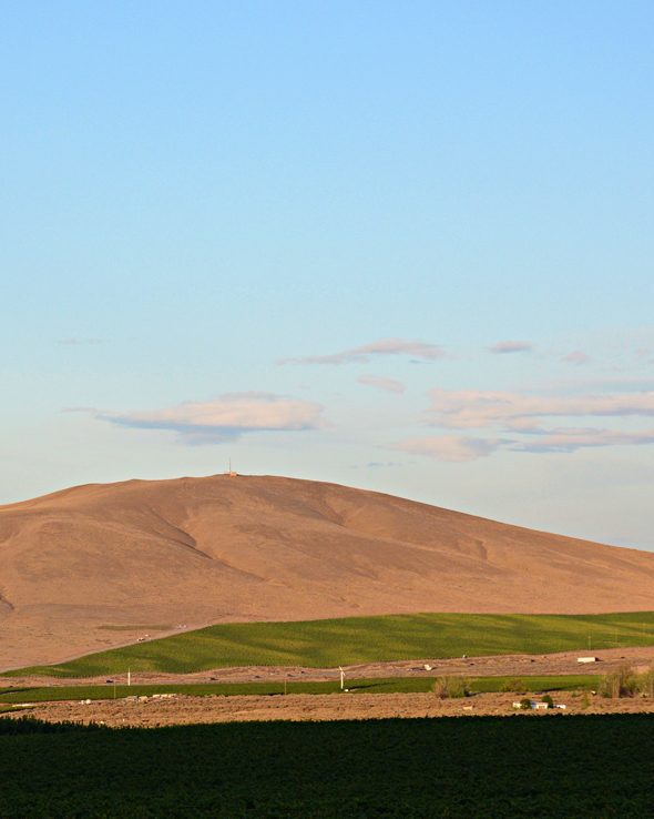 Candy Mountain AVA - Washington's smallest #viticulture region! Located just southeast of #redmtn, it shares a similar warm climate &amp; higher winds &amp; is part of a series of 4 mountains in the area: Red Mountain, Badger Mountain &amp; Little Badger Mountain.