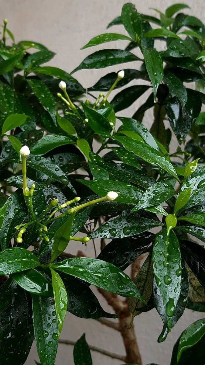 greenvibe's tweet image. 