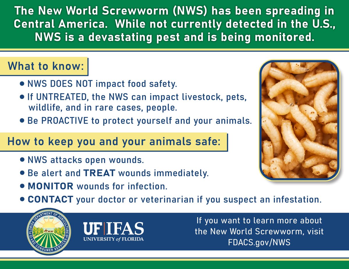 FDACS's tweet image. Commissioner Wilton Simpson and FDACS are urging veterinarians, livestock producers, & animal health professionals to remain vigilant as the threat of New World Screwworm reintroduction into the US grows due to the pest’s continued movement through Mexico.
tinyurl.com/3psbw7ep