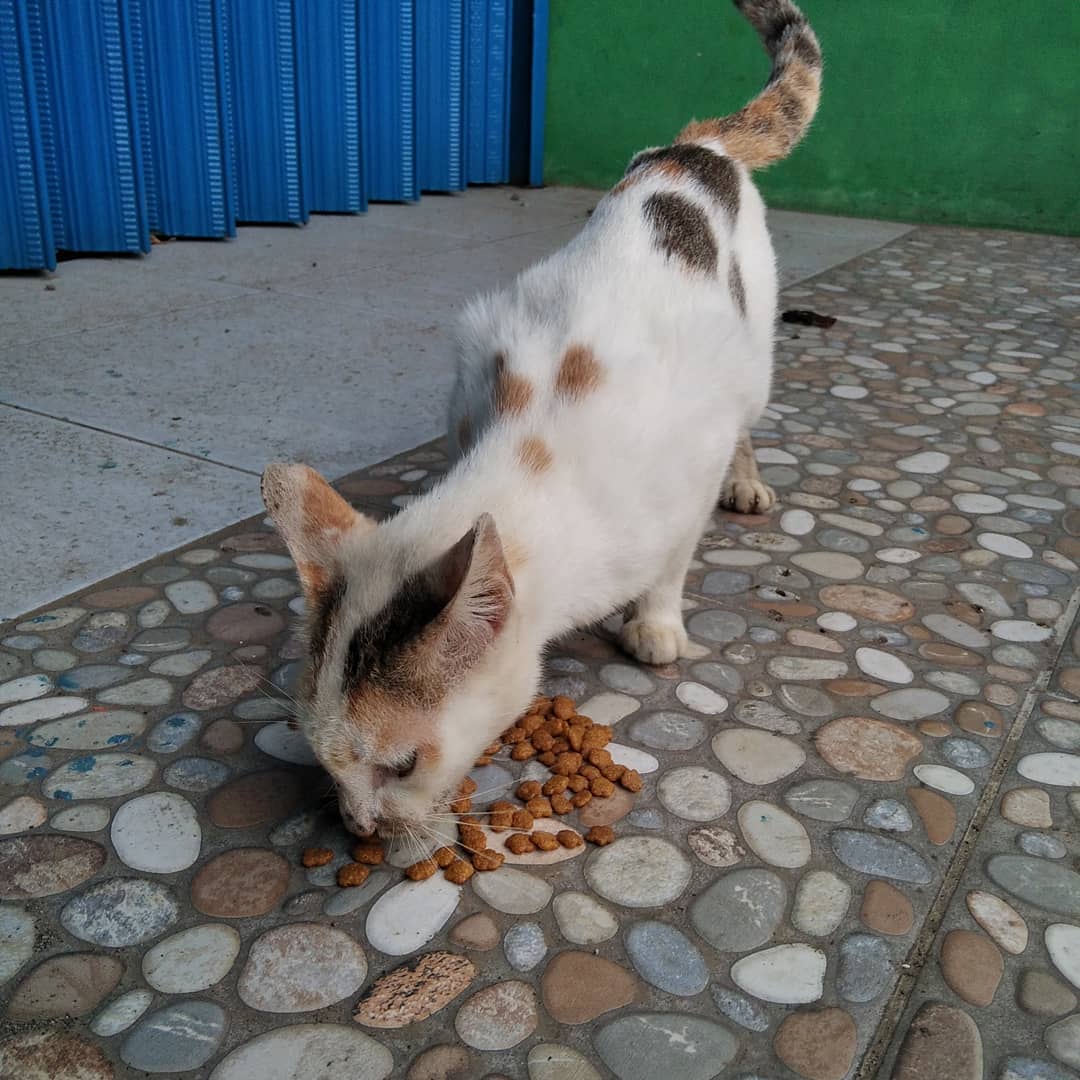 FazzleMawla's tweet image. 🐱 Every day, I see their hungry faces, and it breaks my heart. If you can spare anything to help feed them, it would mean the world. These sweet souls deserve love and care. Thank you! ❤️