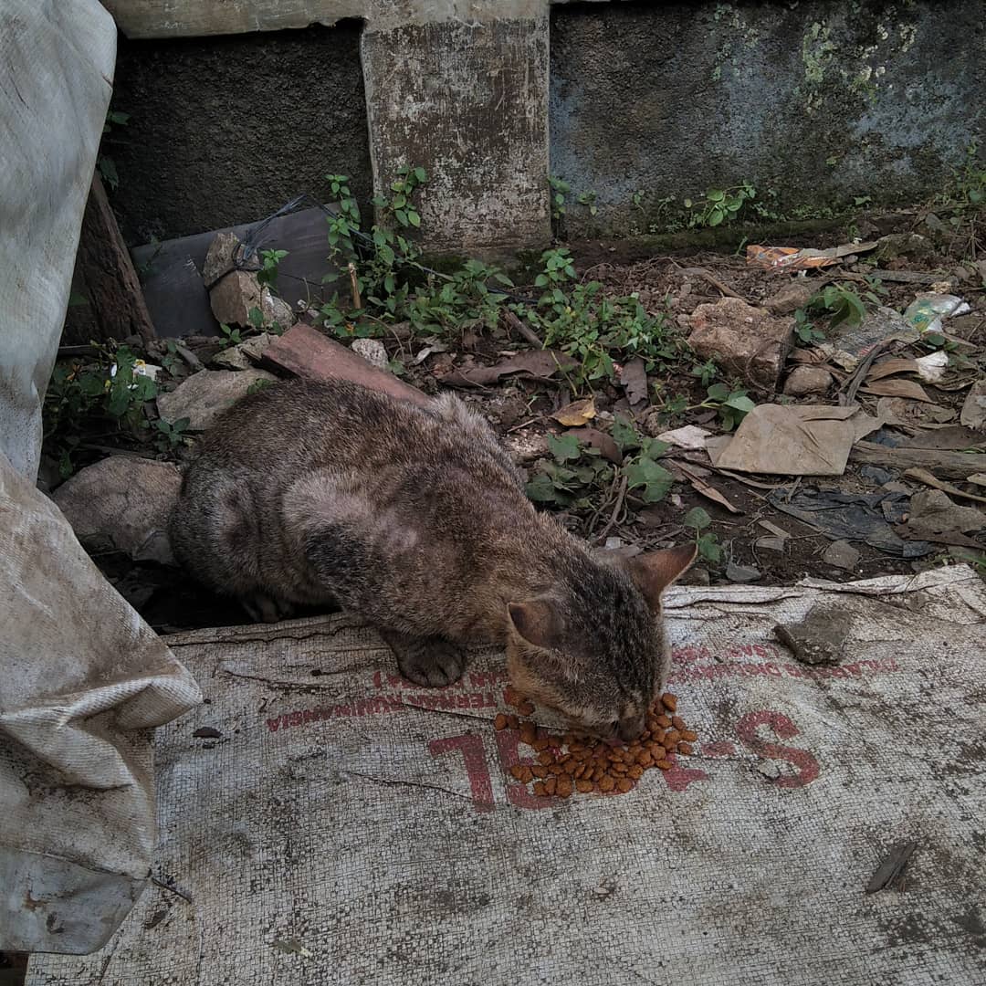 FazzleMawla's tweet image. 🐱 Every day, I see their hungry faces, and it breaks my heart. If you can spare anything to help feed them, it would mean the world. These sweet souls deserve love and care. Thank you! ❤️