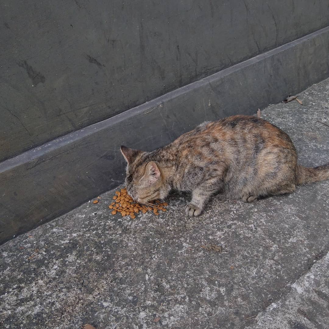 FazzleMawla's tweet image. 🐱 Every day, I see their hungry faces, and it breaks my heart. If you can spare anything to help feed them, it would mean the world. These sweet souls deserve love and care. Thank you! ❤️