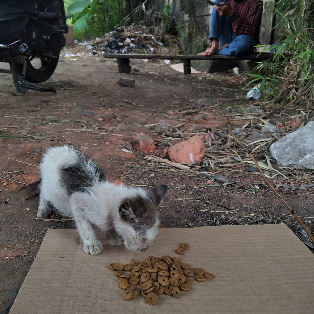 FazzleMawla's tweet image. 🐱 Every day, I see their hungry faces, and it breaks my heart. If you can spare anything to help feed them, it would mean the world. These sweet souls deserve love and care. Thank you! ❤️