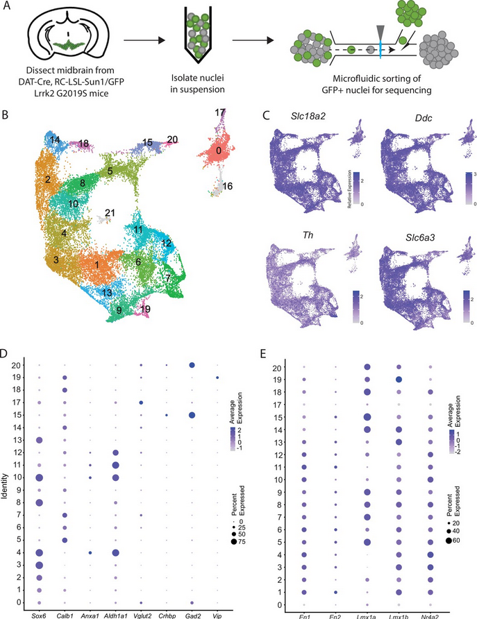 ScienceofPD's tweet photo. New data from @Z_Gaertner @AwatramaniRaj &amp; collaborators provides molecular &amp; spatial transcriptomic classification of midbrain dopamine neurons &amp; their alterations in a LRRK2G2019S model of #Parkinsons; 20 distinct DA neuron subtypes in 3 main families
https://t.co/5EFn8gVnS0 https://t.co/40JYA1drY1