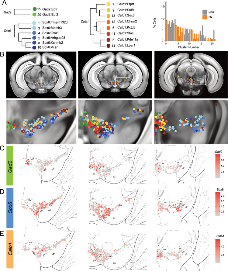 ScienceofPD's tweet photo. New data from @Z_Gaertner @AwatramaniRaj &amp; collaborators provides molecular &amp; spatial transcriptomic classification of midbrain dopamine neurons &amp; their alterations in a LRRK2G2019S model of #Parkinsons; 20 distinct DA neuron subtypes in 3 main families
https://t.co/5EFn8gVnS0 https://t.co/40JYA1drY1