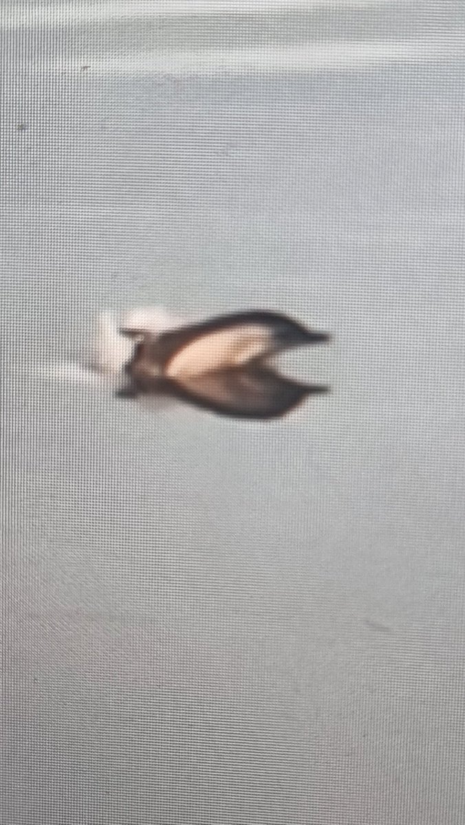 ReedRitz's tweet image. COMMON DOLPHIN is currently swimming on the River Usk viewable from Caerleon Bridge 20:00hrs